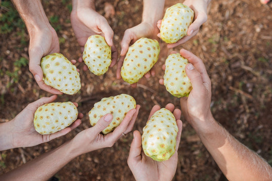Circle of hands holding Hawaiian noni fruit superfood on organic farm