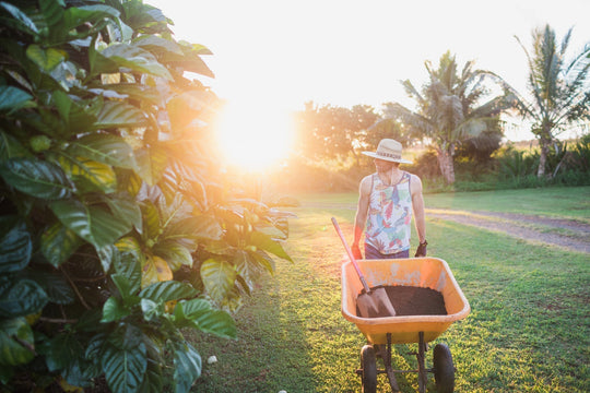 Farmer wearing a straw hat pushes a wheelbarrow along noni orchard trees at sunrise on an organic family farm