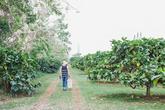 organic noni farm kauai