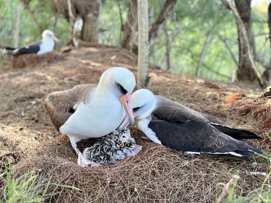 Albatross Nesting Season 2026