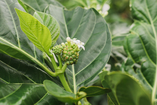 organic noni full of rich antioxidants