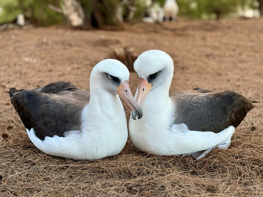 laysan albatross pair snuggled kauai hawaii