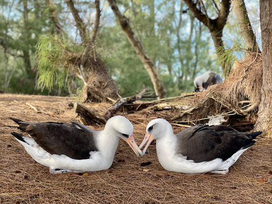 Laysan albatross pair kauai