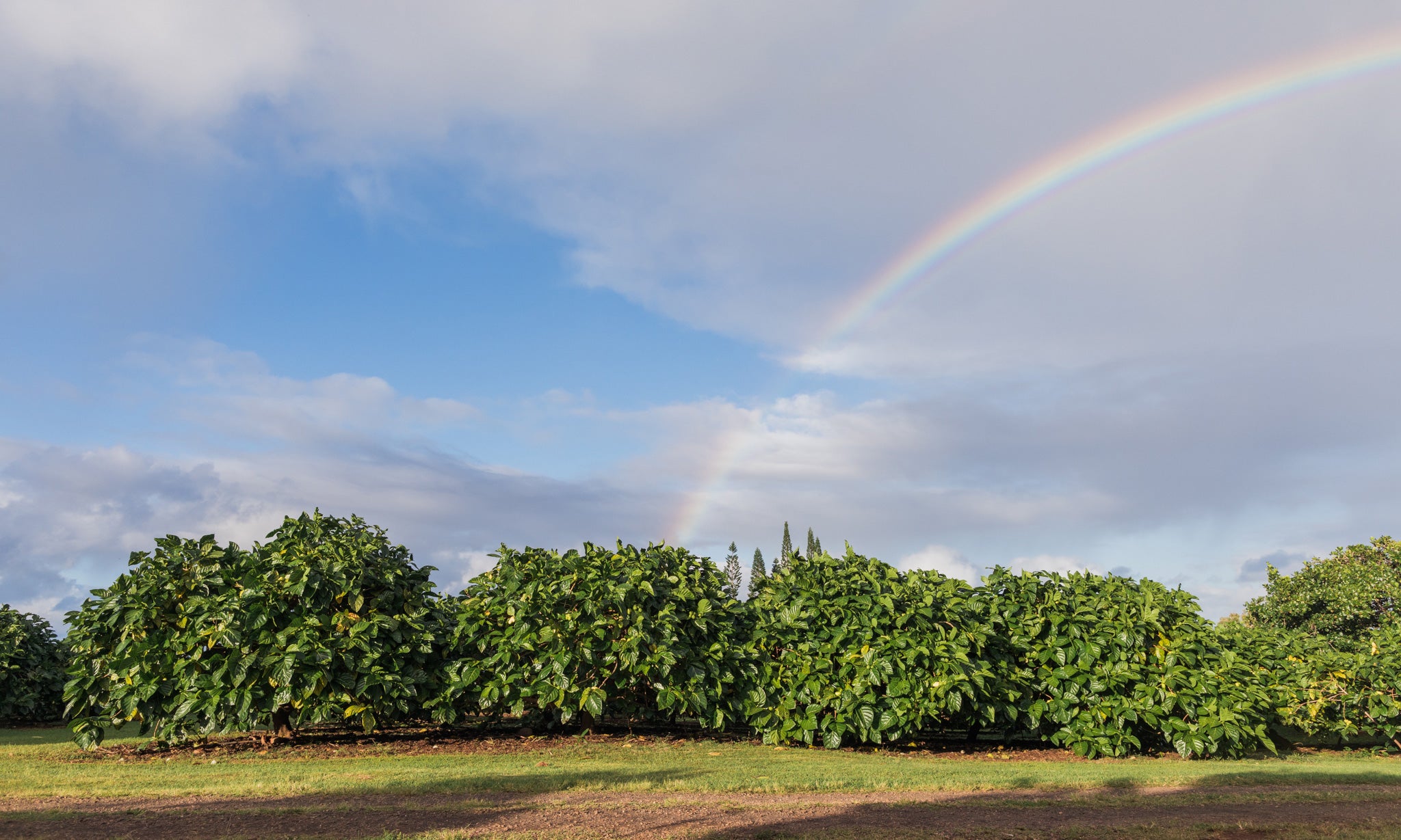 Kaakaaniu Plantation photo 5