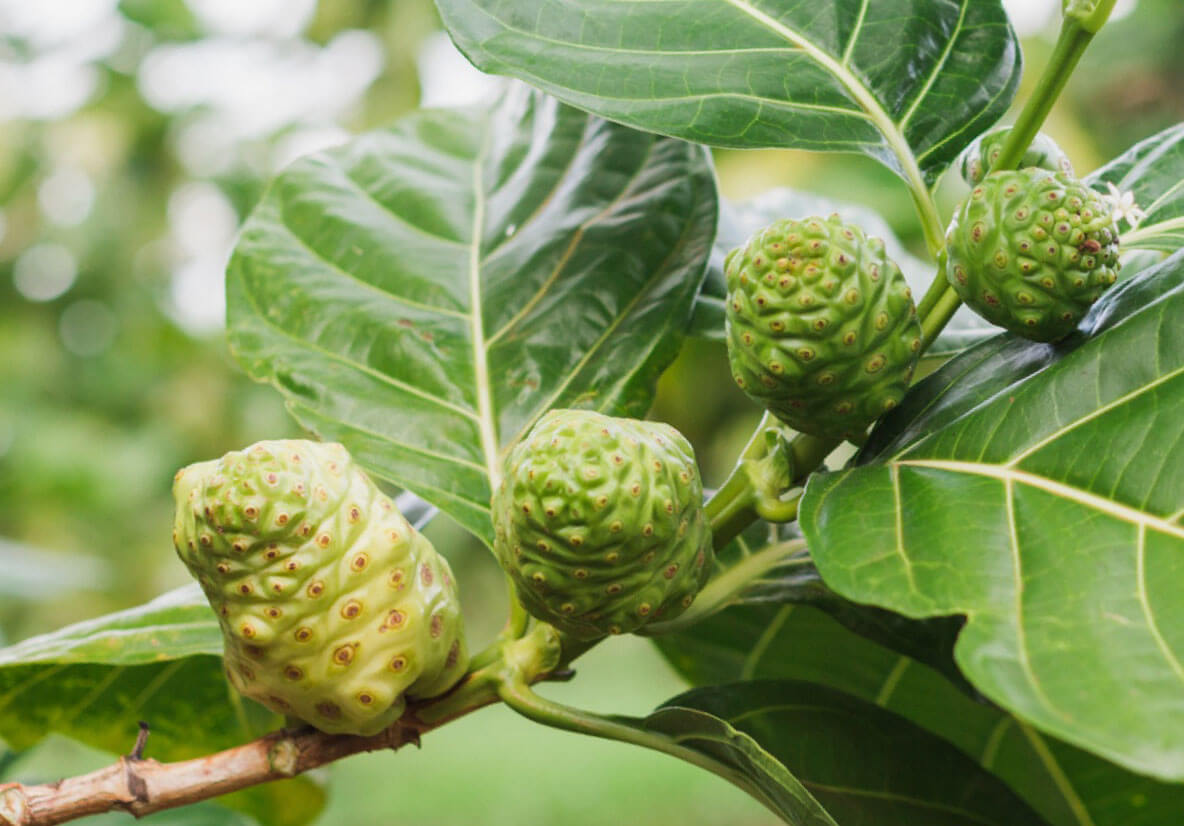 Noni R What Is Noni – Real Noni